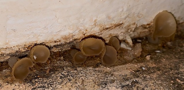 Mushrooms in the skirting board within the kitchen of Shannon's home